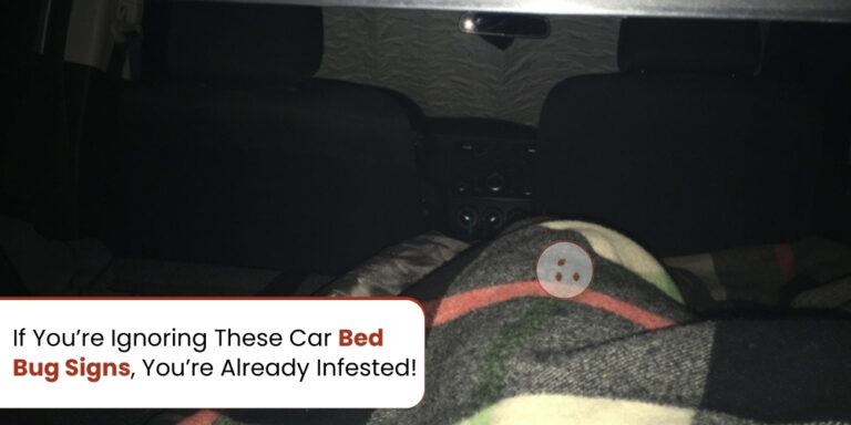 If You’re Ignoring These Car Bed Bug Signs, You’re Already Infested!